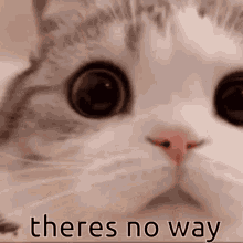 cat being cunfused you're that stupid